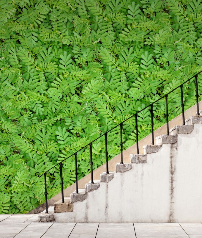 Elida wall mural from HD Walls Biophilic Design Collection