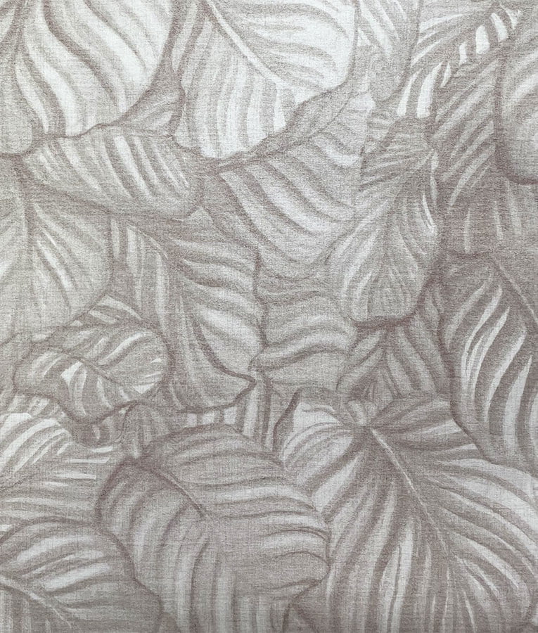 Calathea - Image 7
