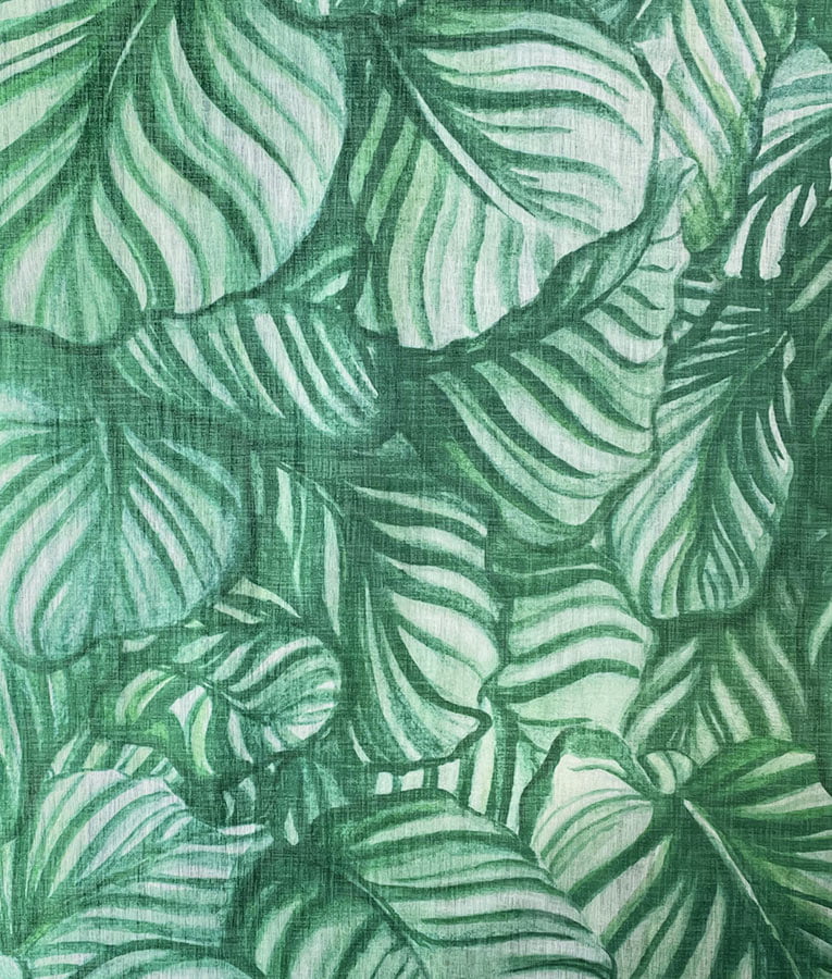 Calathea - Image 3