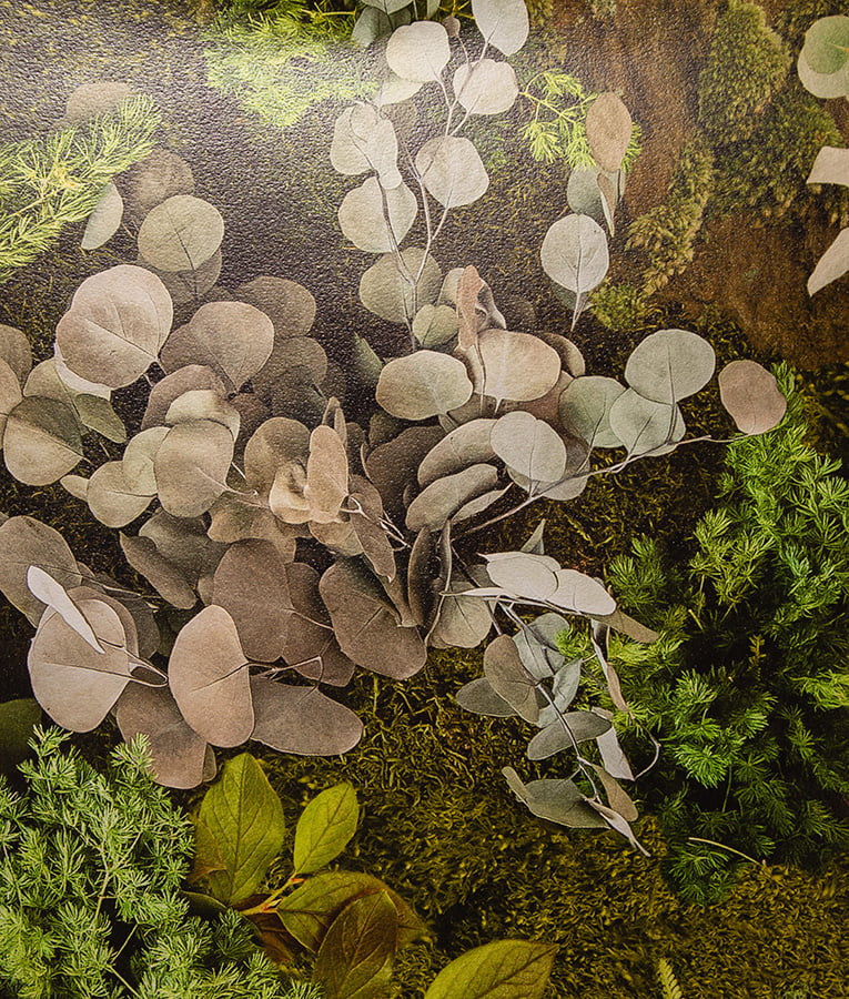 Calyptra - Image 2